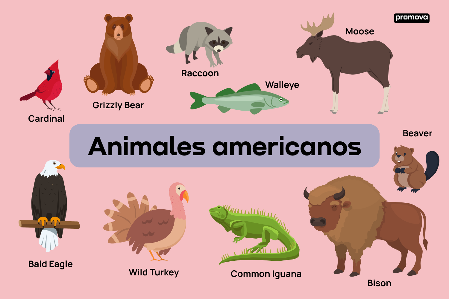 Domina el lenguaje de los animales americanos con este vocabulario