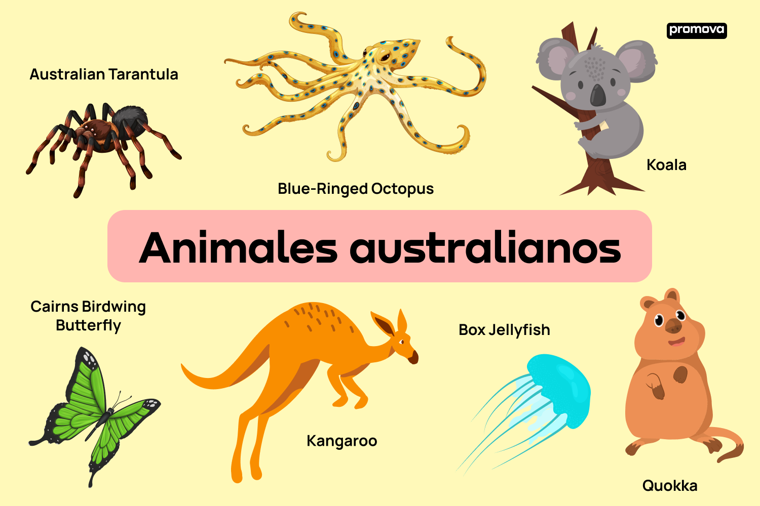 Conoce el vocabulario de la fauna nativa de australia: Especies únicas
