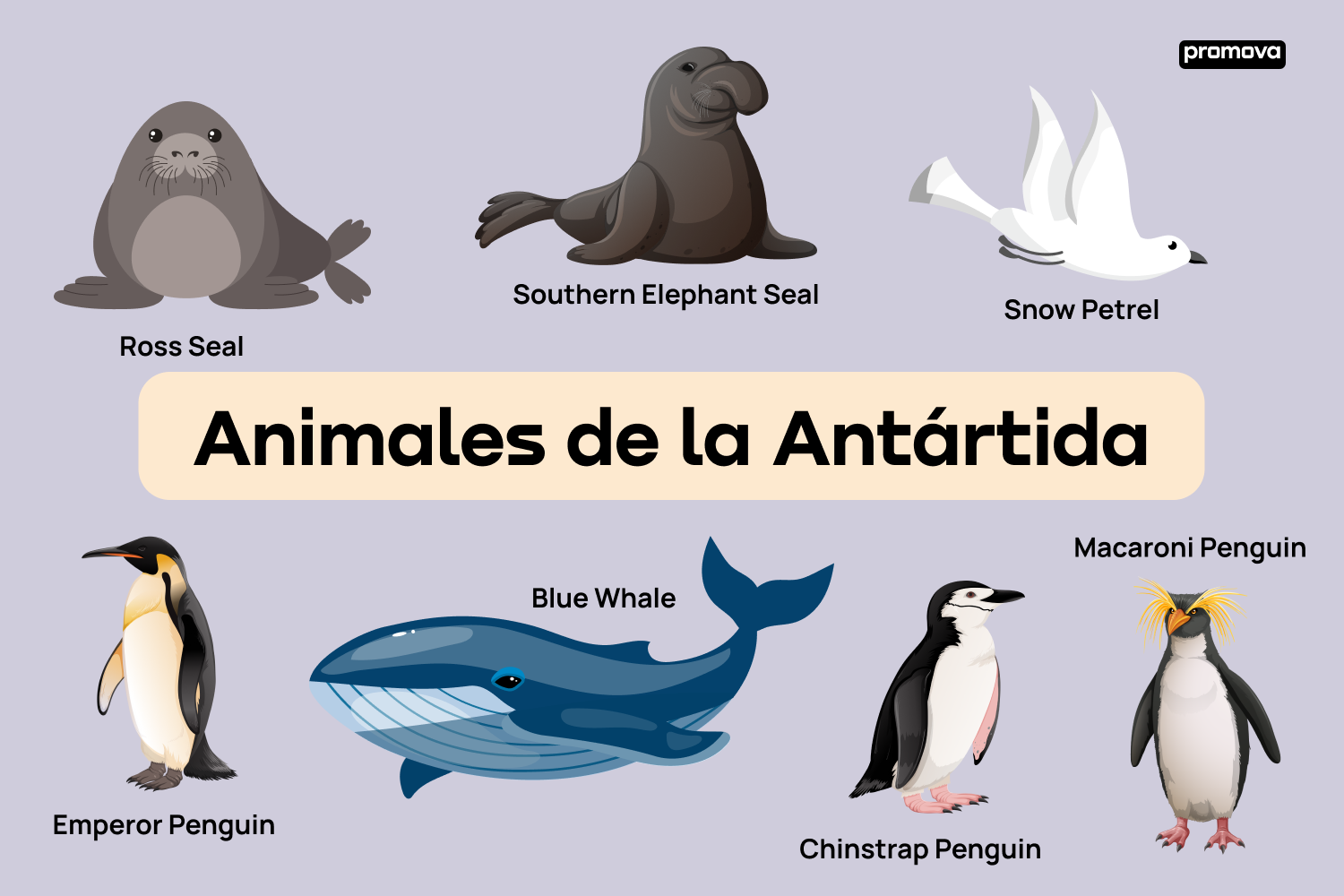 Explora el vocabulario de animales de la Antártida: Una guía completa