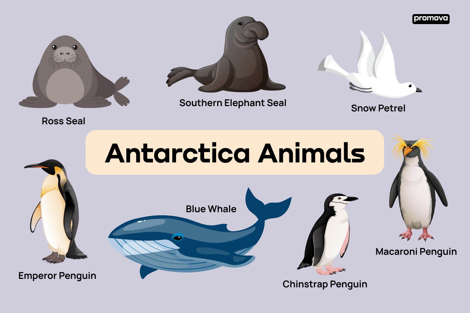 Discover Antarctic Animals: Vocabulary Guide in English.