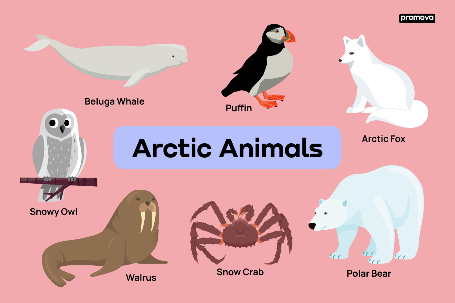 Arctic Animals Vocabulary in English : Names and Definitions.