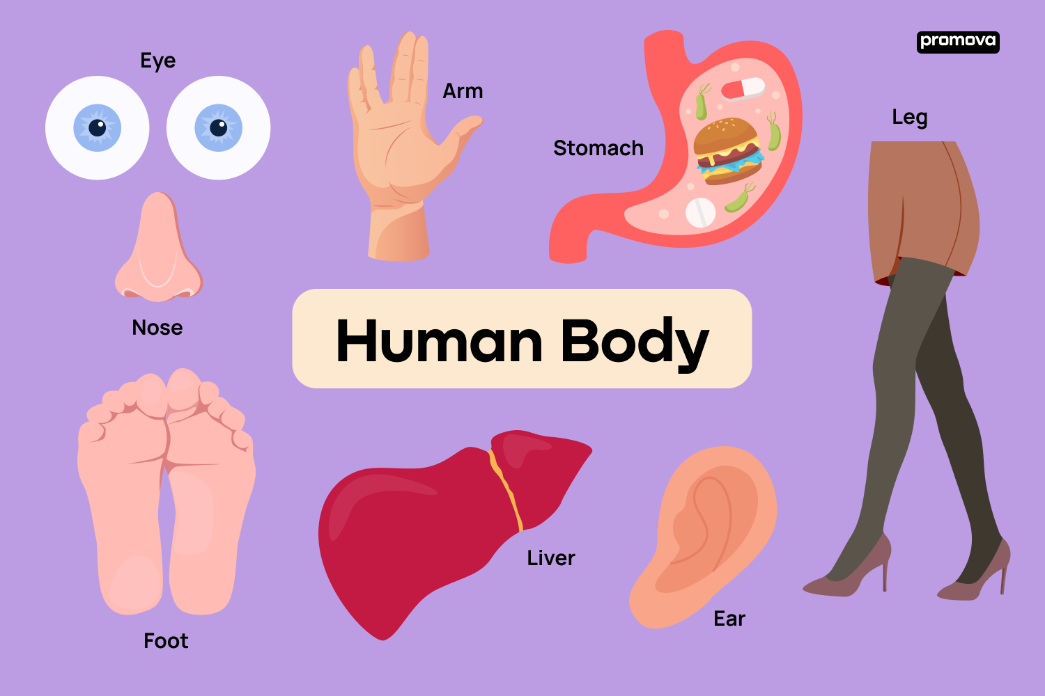 Mastering Human Body Vocabulary: A Guide for English Language Learners