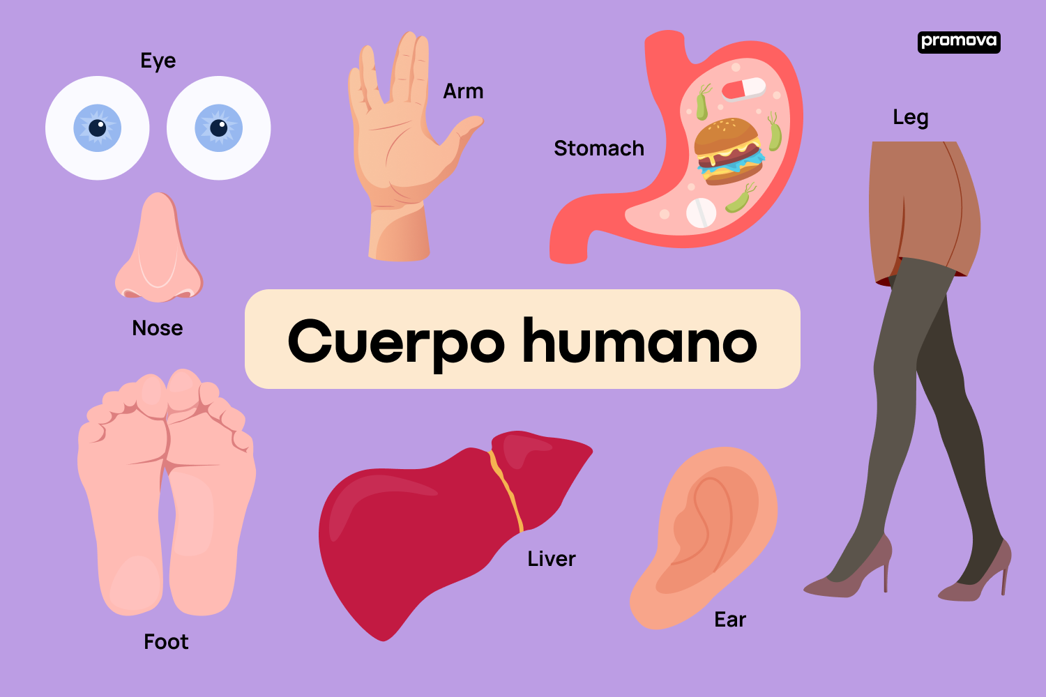 Aprende el vocabulario del cuerpo humano en inglés para estudiantes