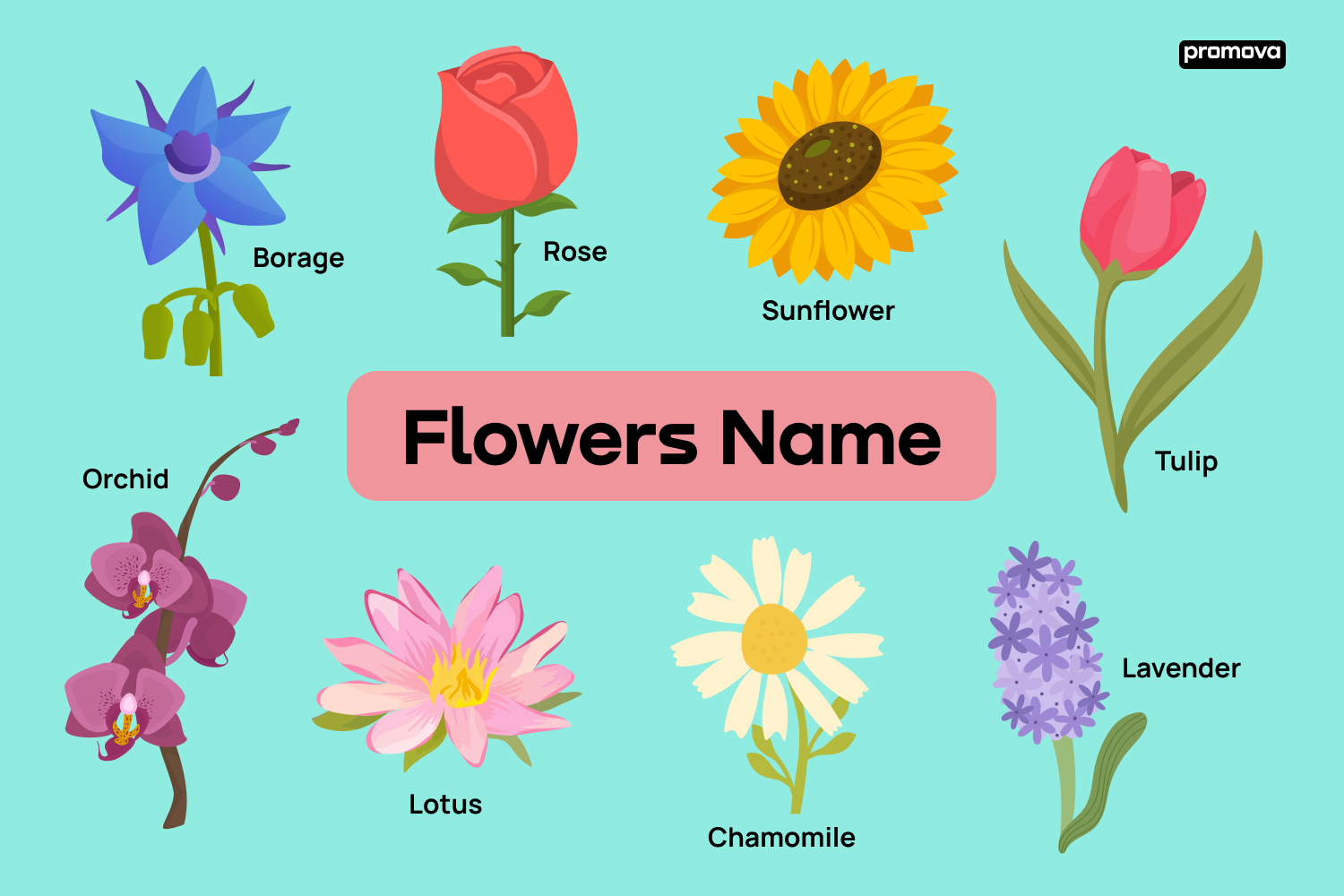 Flower Names Unveiled: A Vocabulary Guide