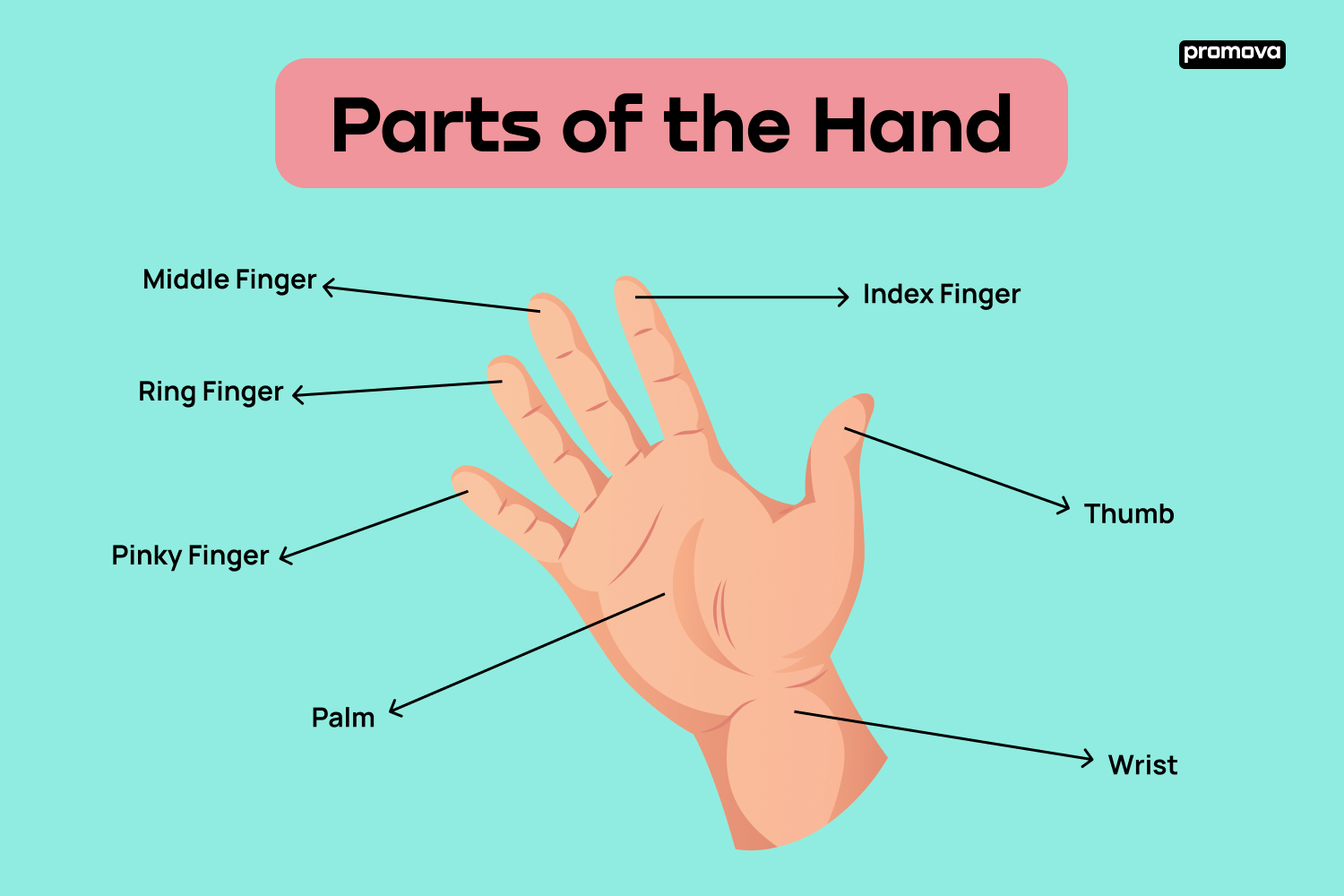 Finger And Hand Parts Names