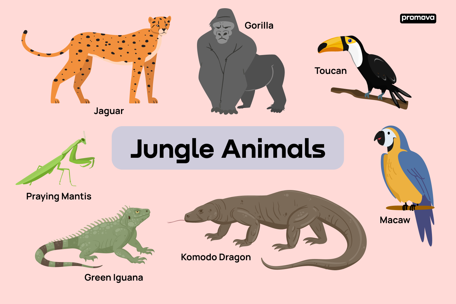 Discover the Jungle Animal Vocabulary List in English.