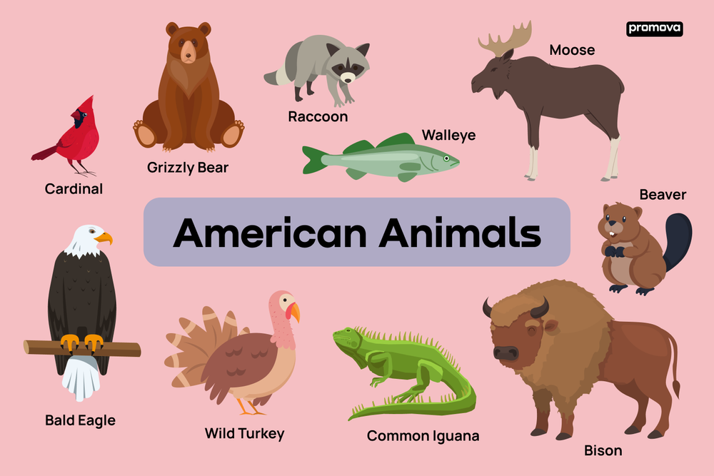 Forest Mammals; The North American Wildlife Series