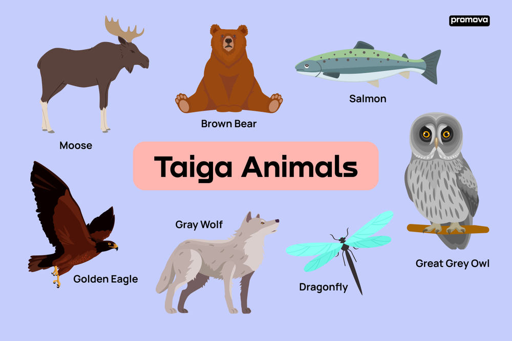 English Vocabulary For Taiga Animals