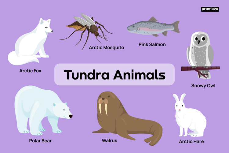 Animal adaptation to the tundra climage - Tundra regions of the