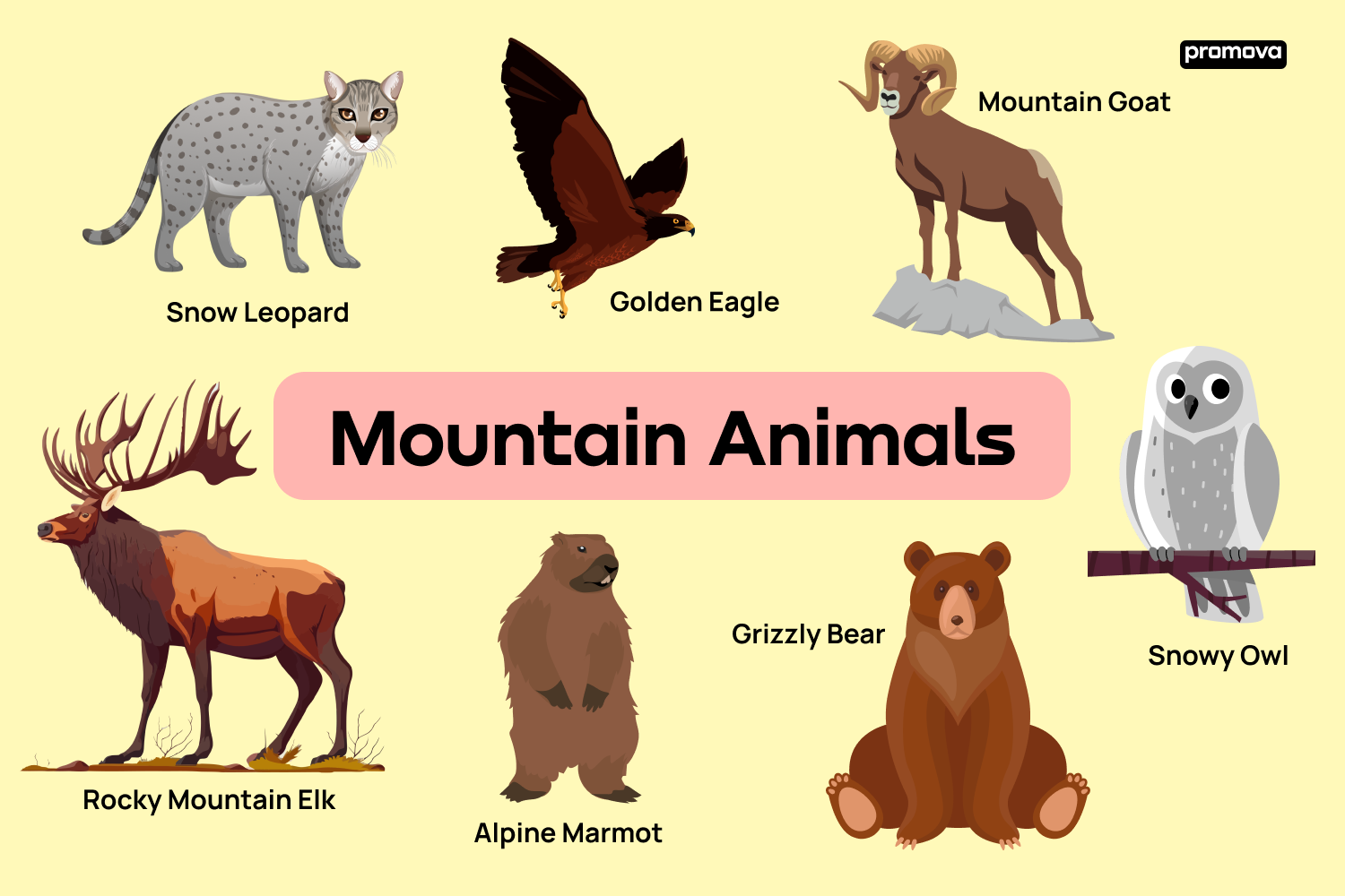 Exploring Types of Mountain Animals Vocabulary in English.