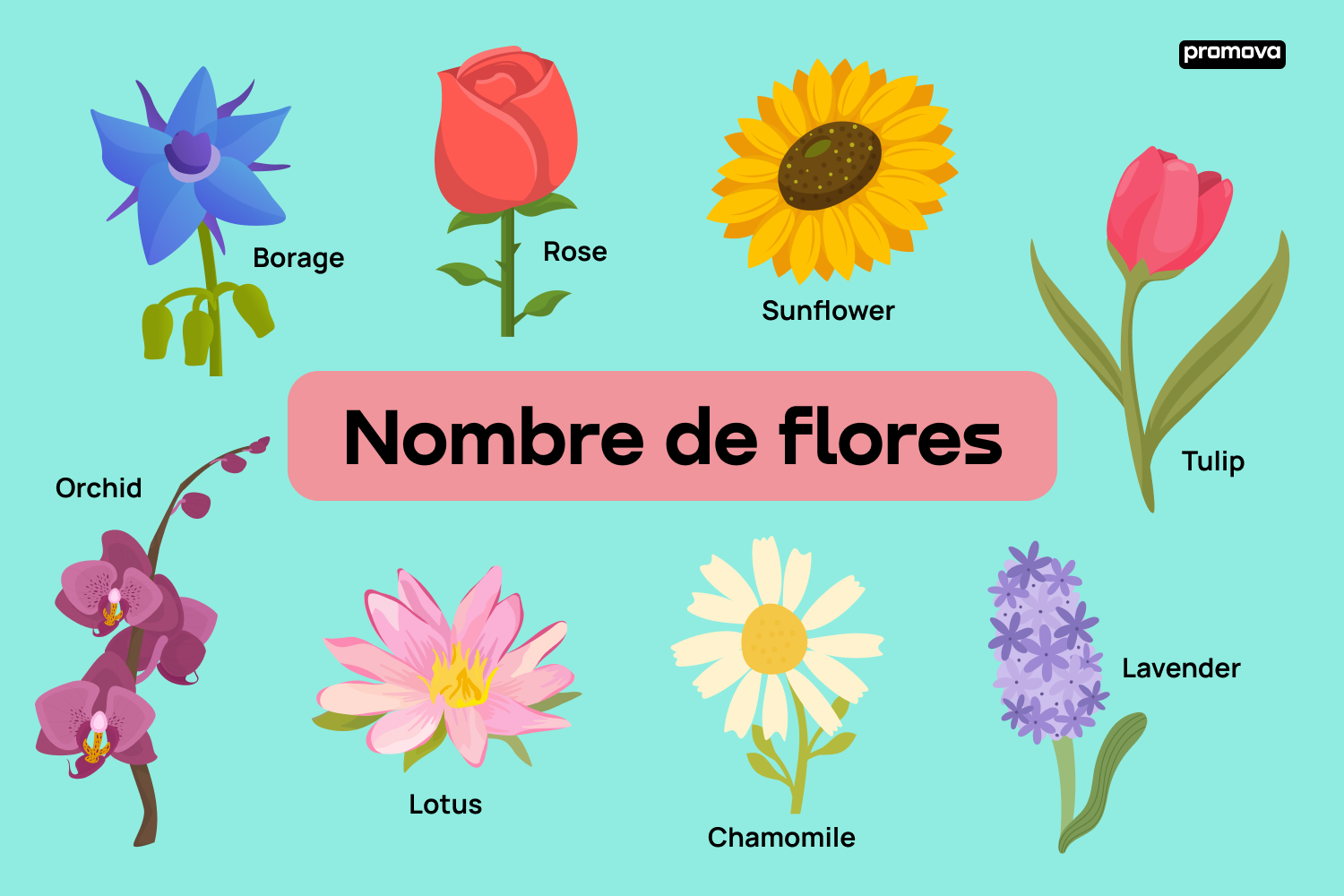 Explorando la belleza botánica: Vocabulario de nombres de flores en inglés