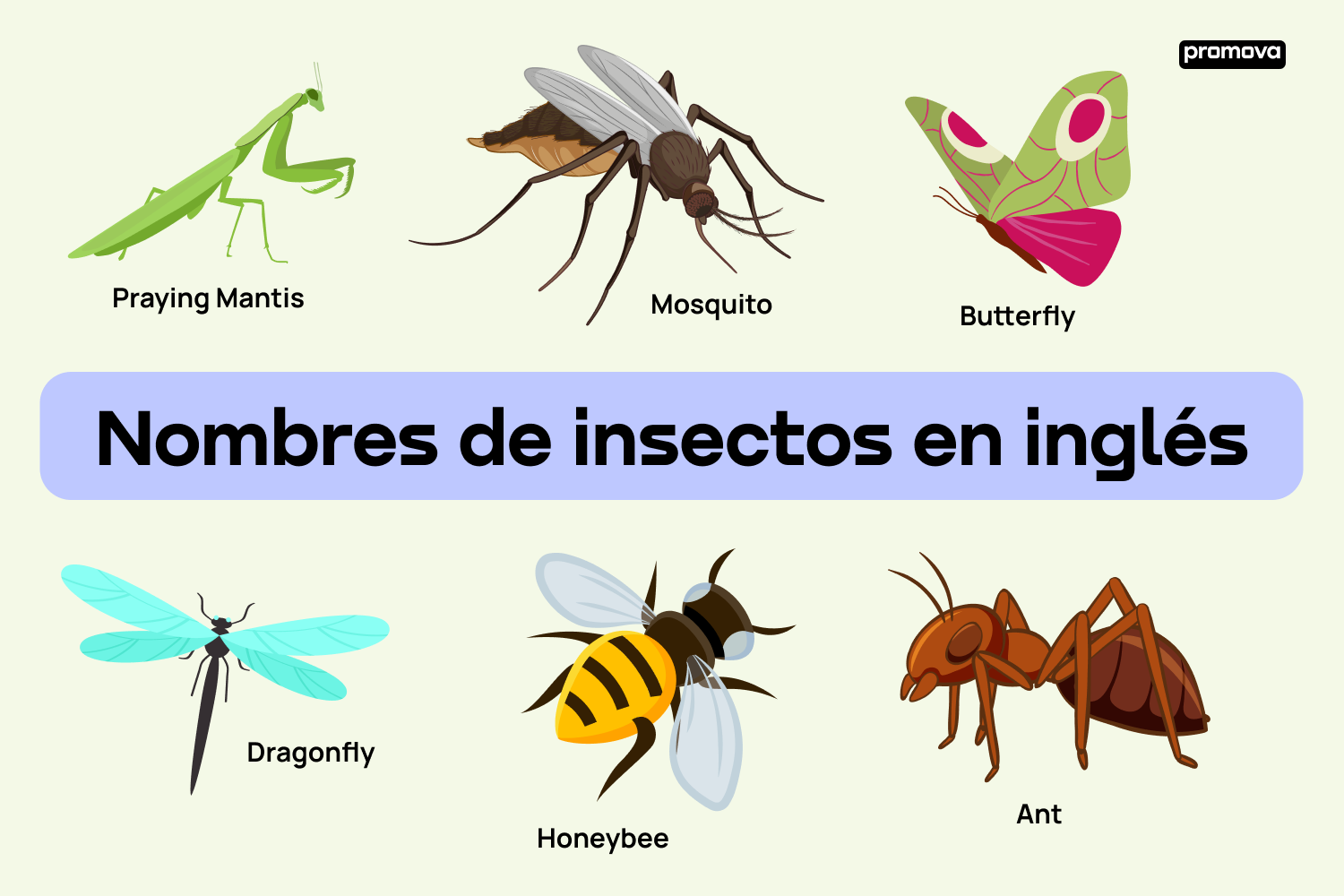 Vocabulario de insectos en inglés: Domina el léxico de la naturaleza