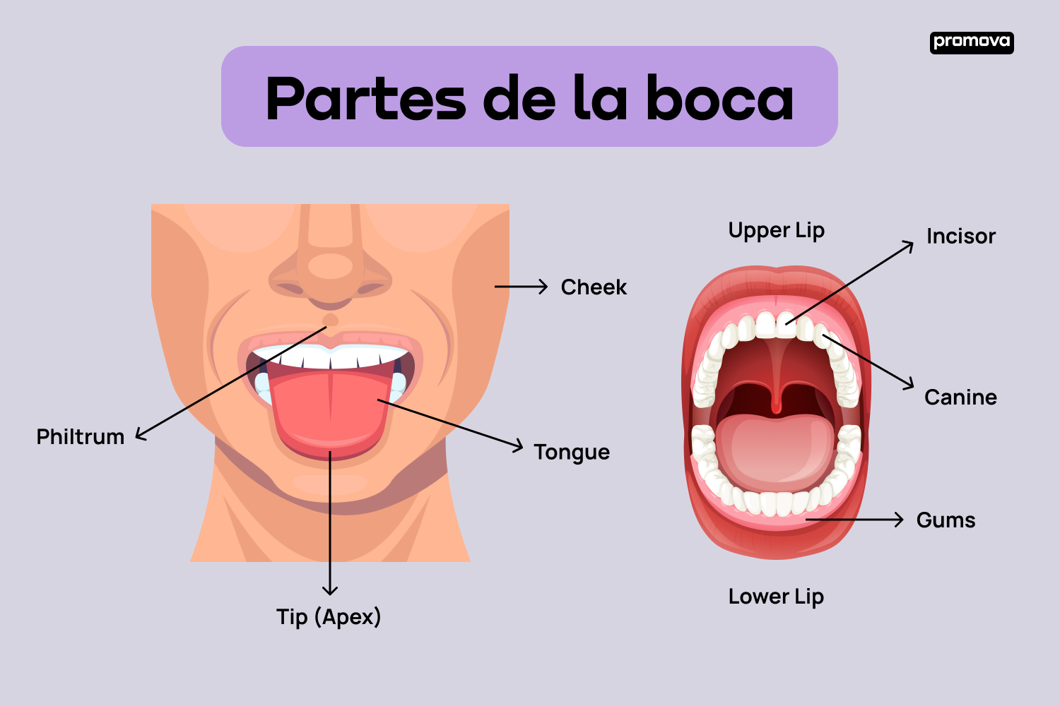 Conoce las partes de la boca en inglés: Un glosario completo