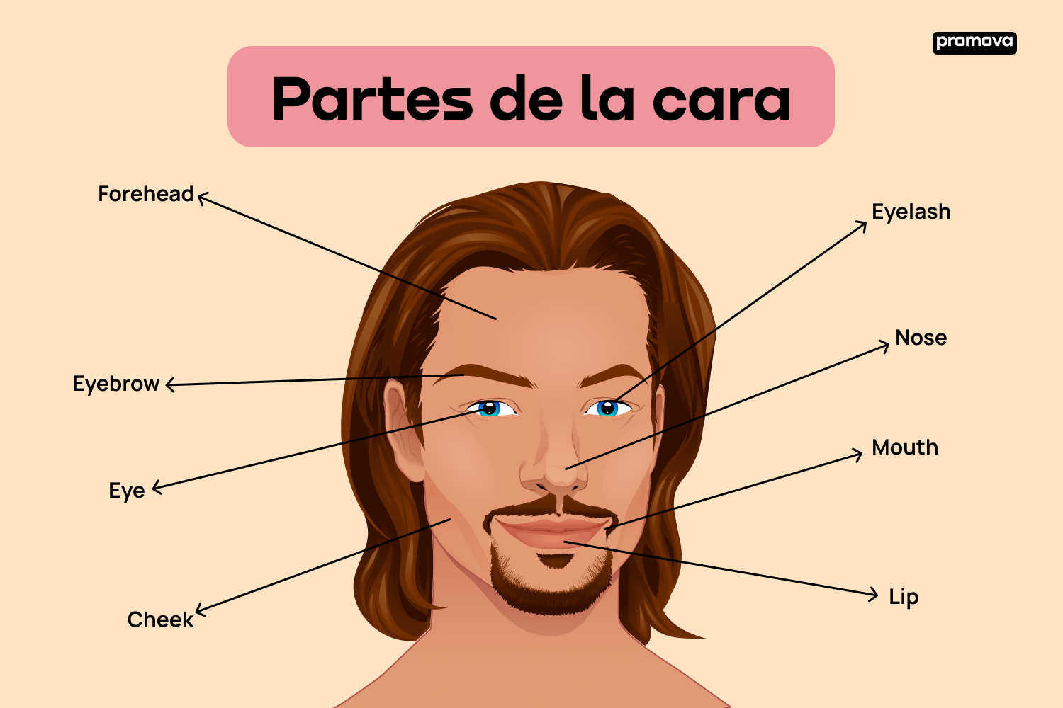 Domina el inglés de la cara: Nombres de las partes del rostro
