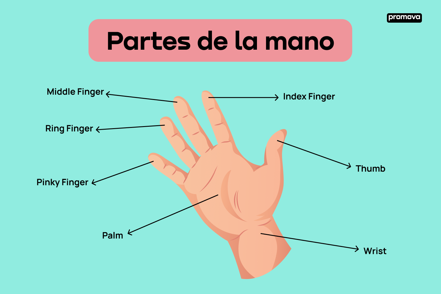 Conoce el vocabulario y la estructura de las partes de la mano en inglés