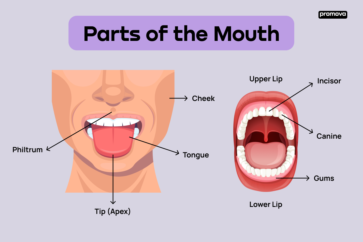 Parts Of The Mouth In English