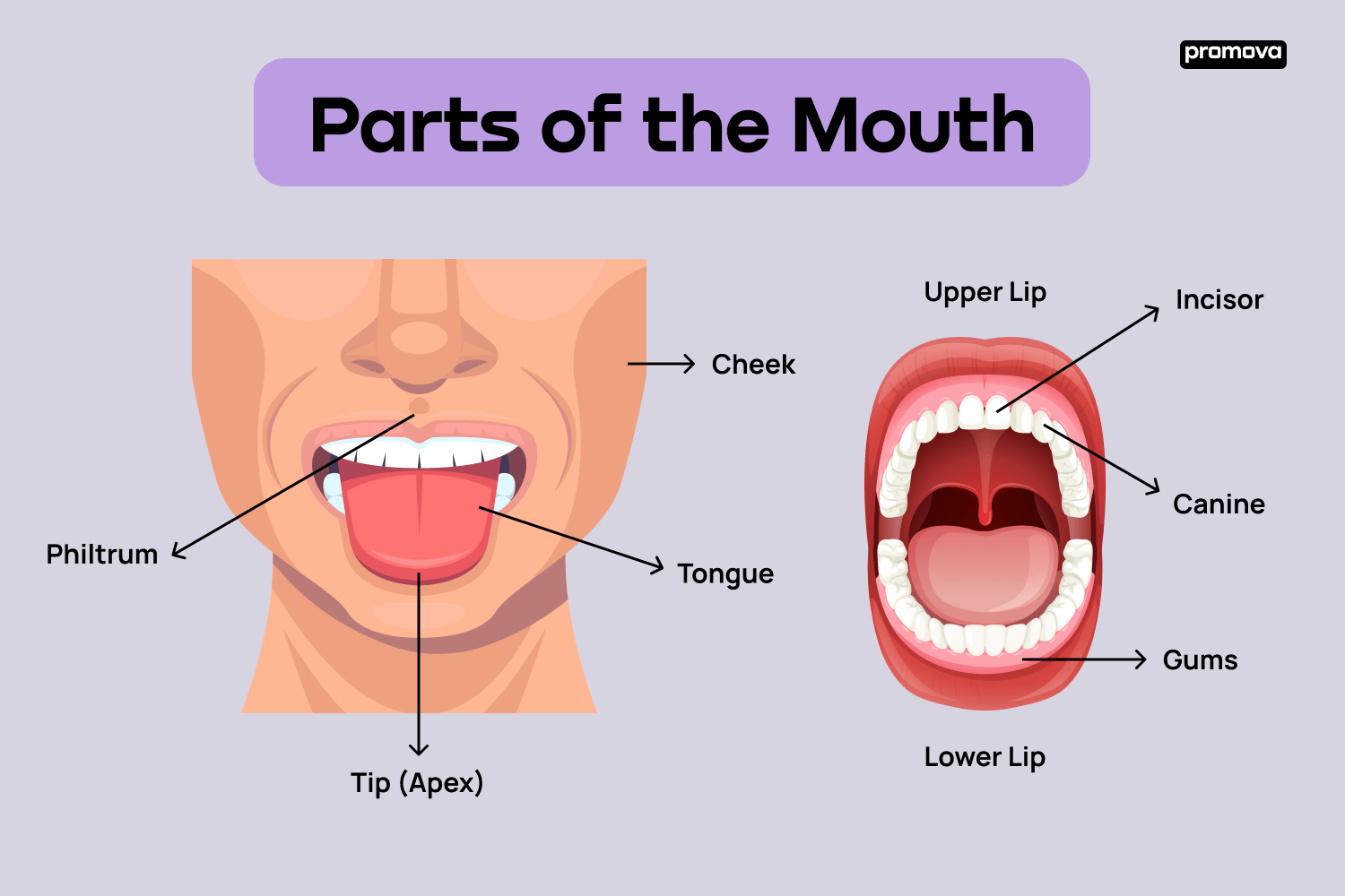 Human Mouth Parts Name