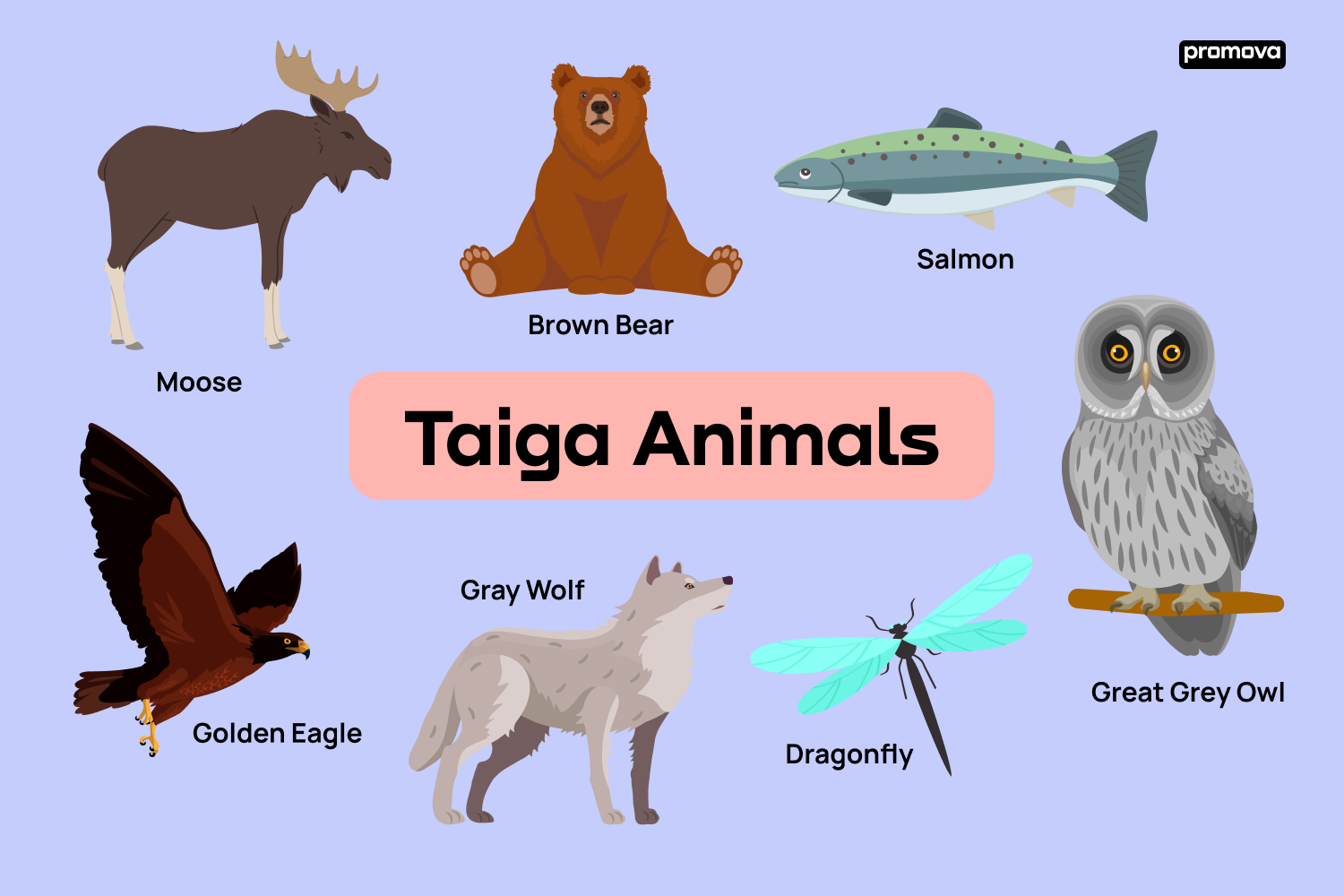 Exploring Taiga Animals Vocabulary Guide in English 