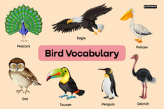 Types Of Birds And Their Habitats