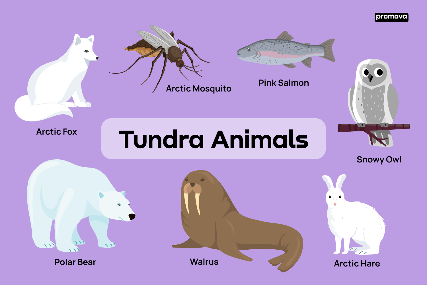 Tundra Animal Vocabulary in English : Explore Arctic Wildlife.