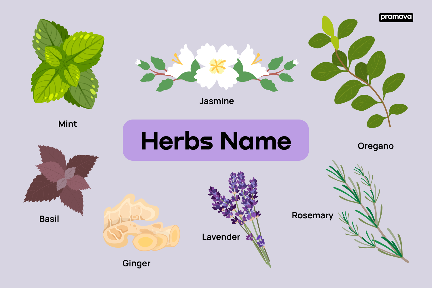 Herb Names Unveiled: A Comprehensive Vocabulary Guide in English