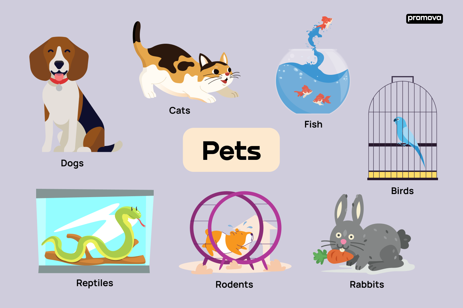 Exploring Different Types of Pets Vocabulary in English.