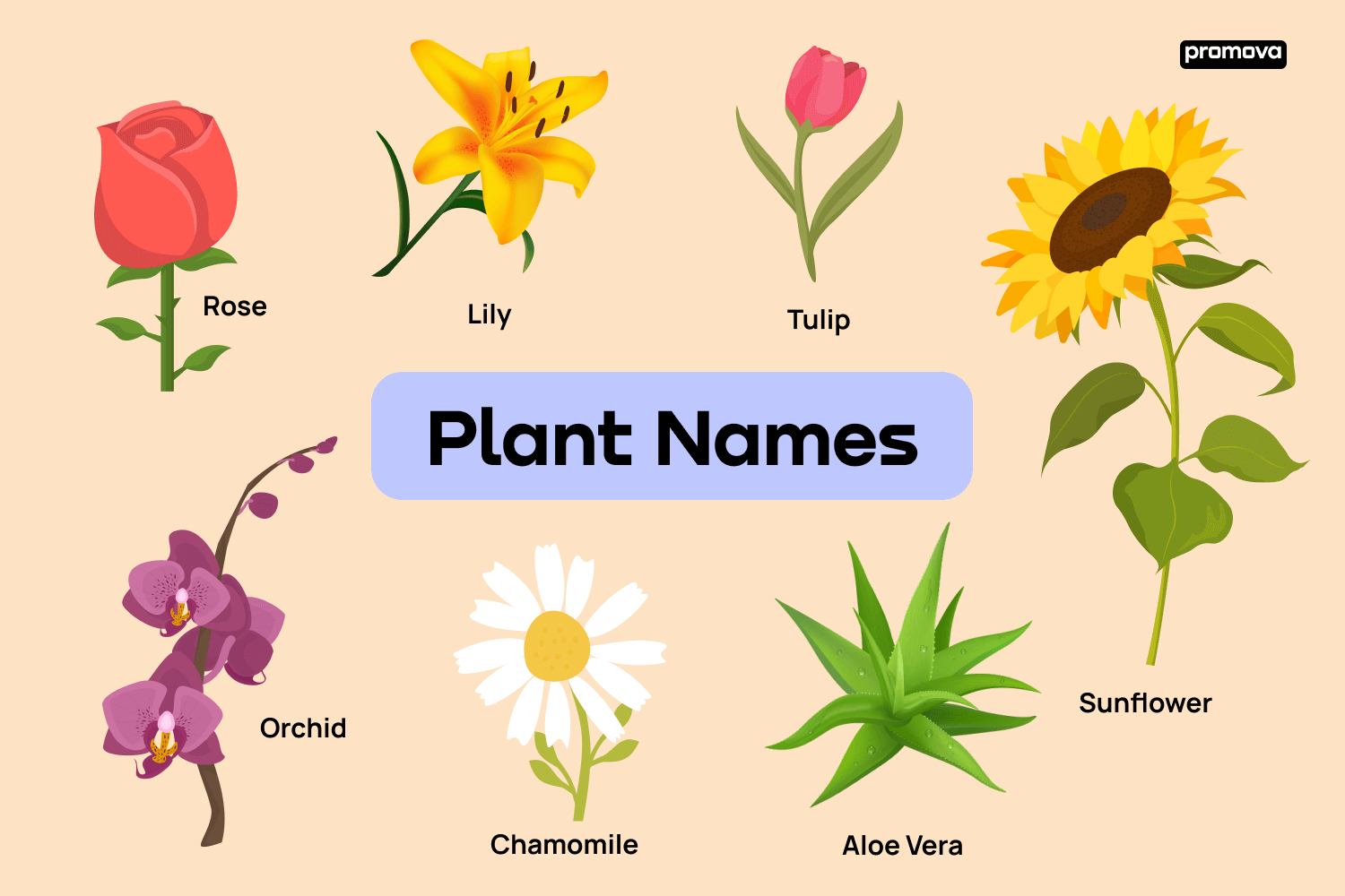 types of flowers