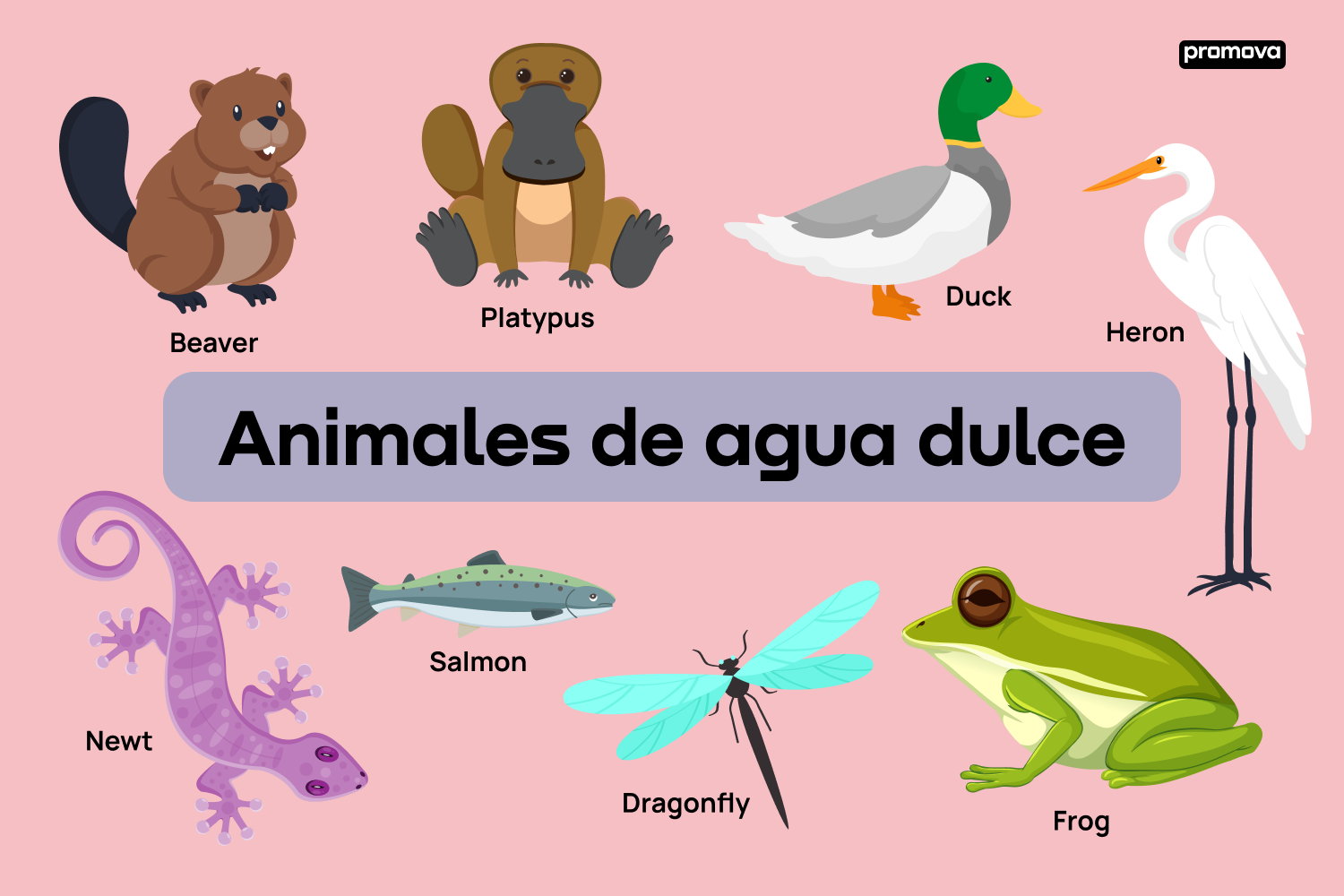 Explora el vocabulario de animales de agua dulce: Guía completa